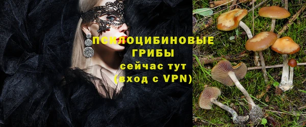 гашик Дмитров