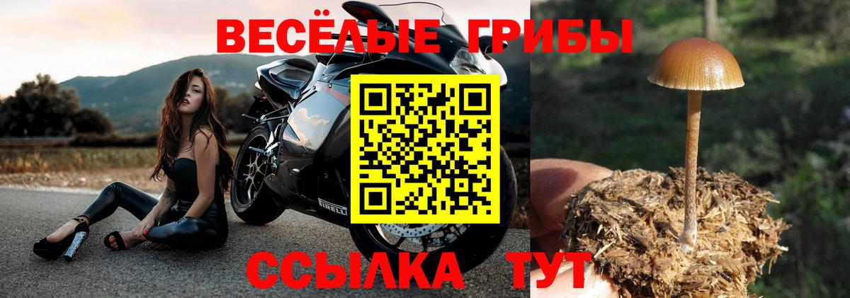 Псилоцибиновые грибы GOLDEN TEACHER  купить наркотики сайты  Всеволожск 